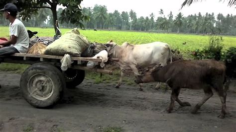 Carabao or Water Buffalo in Philippines - YouTube