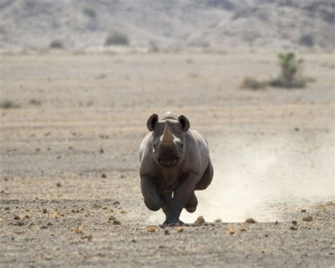 Desert Lion Project | Conservation Travel Foundation