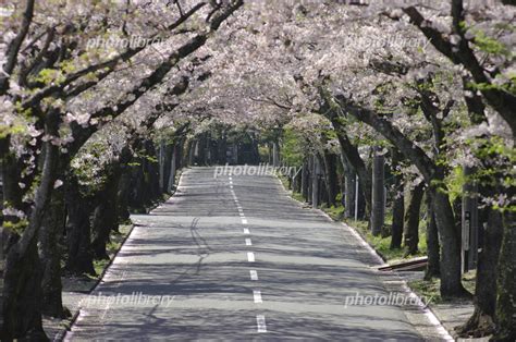 伊豆高原の桜のトンネル 写真素材 477534 フォトライブラリー Photolibrary