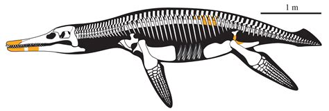 Paleo Profile Russias Curved Blade National Geographic