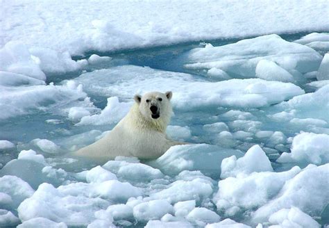 Pictures Of A Tundra Biome Tundra Biome Polar Bear Wallpaper Polar