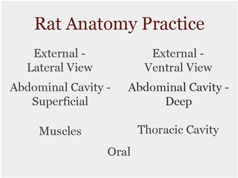 Rat Anatomy | Biology Simulations