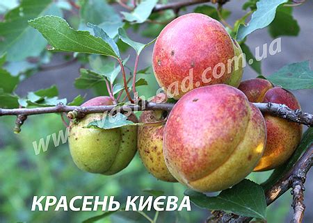 Плодовий розсадник, плодові дерева, абрикос, сорт абрикосу Красень ...
