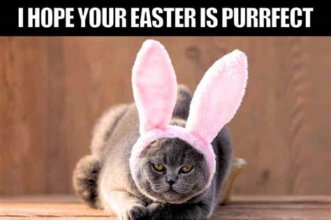 15 Easter Bunny Memes That Will Make Your Holiday Egg Stra Hilarious