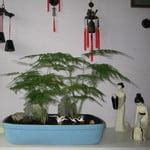 Latina Trib Xhamster