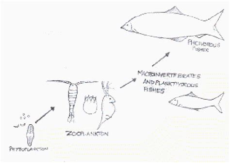 Food web in an aquatic ecosystem | Download Scientific Diagram