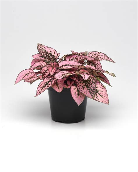 HYPOESTES sang SPLASH SELECT PINK - Muller Seeds