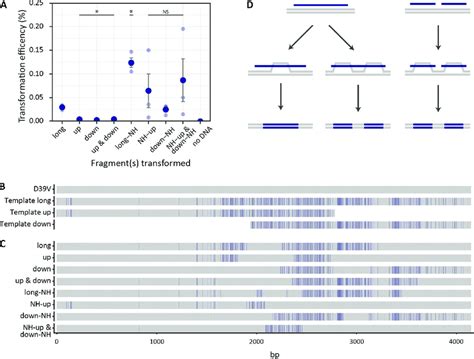 Fragmented Transformation Of Donor Dna Predominantly Originates From Download Scientific