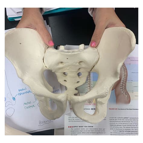 The Pelvic Girdle Diagram Quizlet