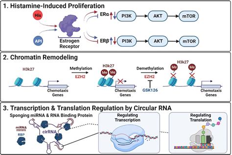 Epigenetic Deregulation In Cancer Histamine Induced Proliferation