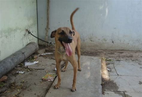 Kombai Dog: The Bull Terrier of Tamil Nadu (Breed Guide)