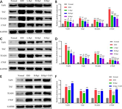 Ginsenoside Rg Inhibits The Activation Of Yap Taz Signaling Pathway