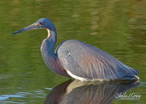 Newfoundland Rare Bird Sighting – Being with Birds