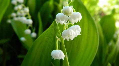 Top 10 Deadly Poisonous Plants You Should Avoid in Garden