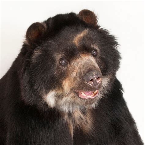 Spectacled Bear | National Geographic