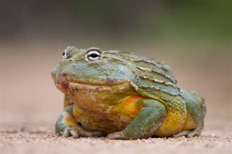 African Bullfrog Facts and Pictures