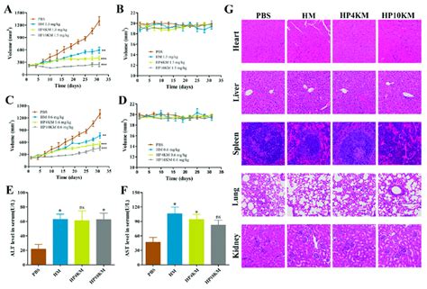 In Vivo Antitumor Activity Of These Conjugates Tumor Growth Curves A