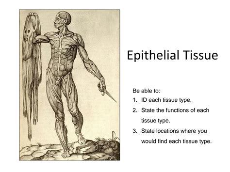 SOLUTION: Epithelial tissues labeled - Studypool