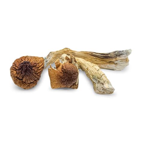 How To Dry Magic Mushrooms A Comprehensive Guide The Magic Dispensary