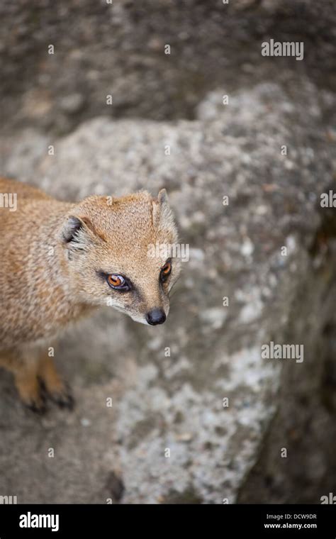 Cute Yellow Mongoose Stock Photo Alamy