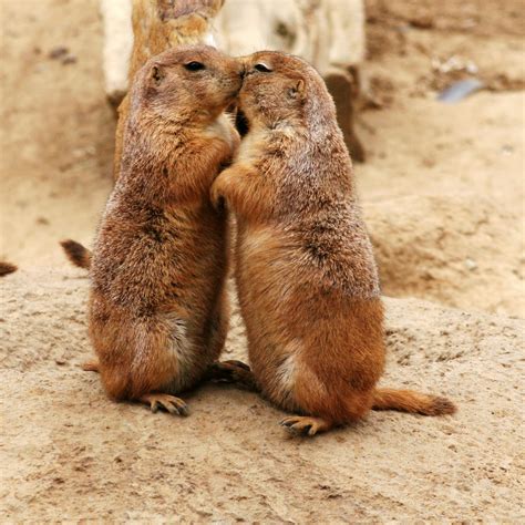 Free Cool Wallpapers: prairie dog pictures