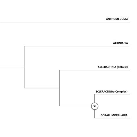 Phylogenetic Relationships According To The Naked Coral Hypothesis