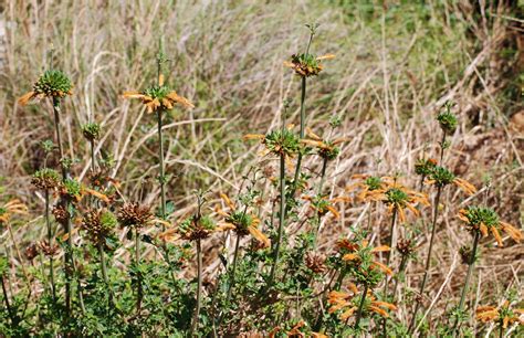 Flower Gallery :: Lamiaceae :: DSC_9825