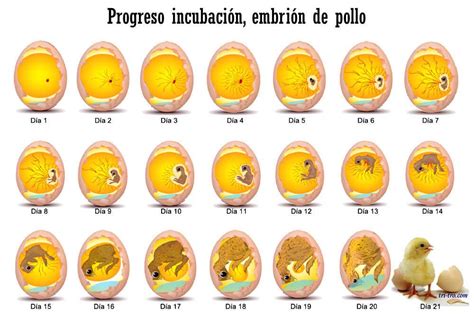 Gallina Castellana Negra Fases Del Pollito Dentro Del Huevo