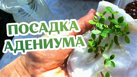 Как Сажать Семена Адениумов? ЛЕГКО! Если... - YouTube