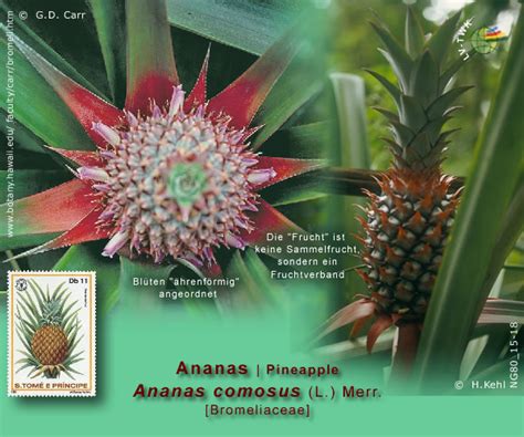 Ananas Comosus L Merr Ananas Pineapple