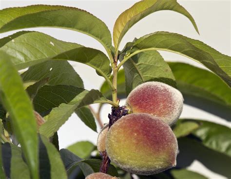 How To Grow A Peach Tree Bright Lane Gardens