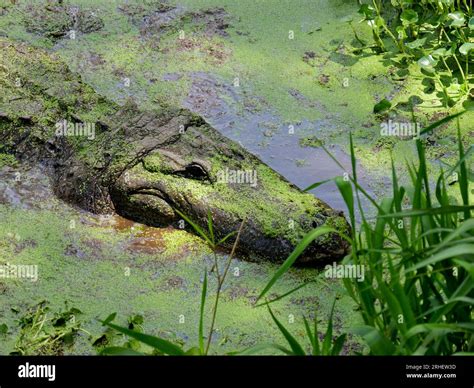 American Alligator in Southern Swampy Bayou Habitat Stock Photo - Alamy