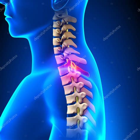 T1 Disc Thoracic Spine Anatomy — Stock Photo © Decade3d 64689129