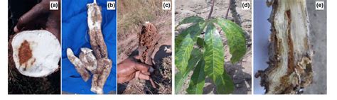 Typical Cbsd Symptoms Observed In The Cassava Farmers Fields During