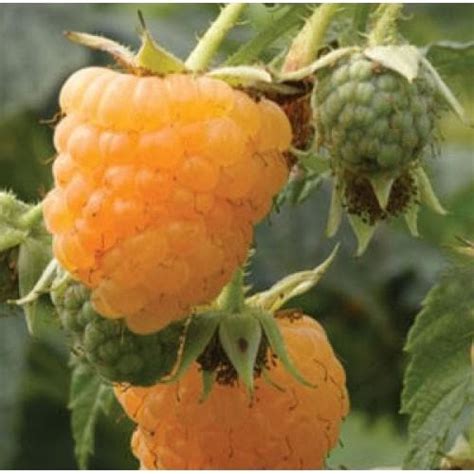 Малина Олд Голд Описание Сорта Фото Отзывы – Telegraph