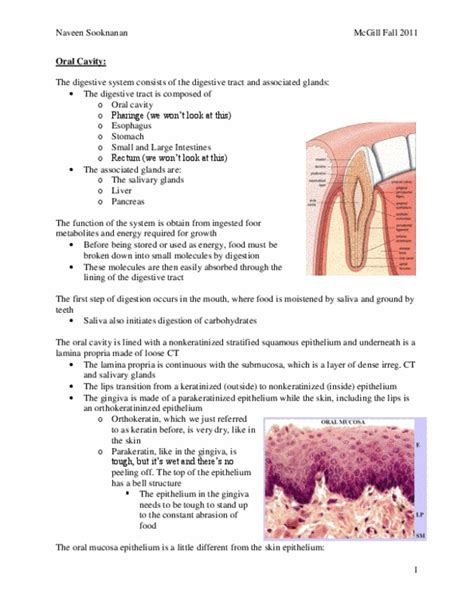 Anat Lecture Notes Fall Schwann Cell Microvillus Silver