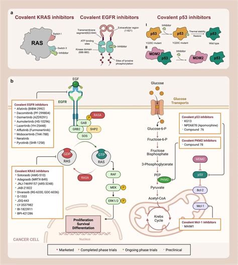 Covalent Inhibitors Targeting Undruggable Protein BOC Sciences