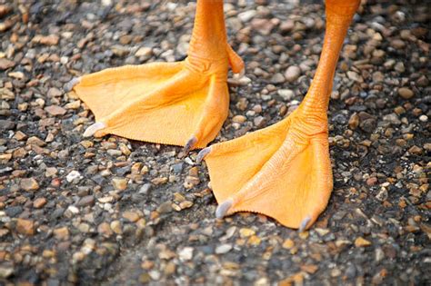 Royalty Free Webbed Foot Pictures Images And Stock Photos Istock