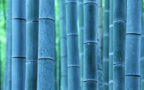 Bamboo 4k Wallpapers - Wallpaper Cave