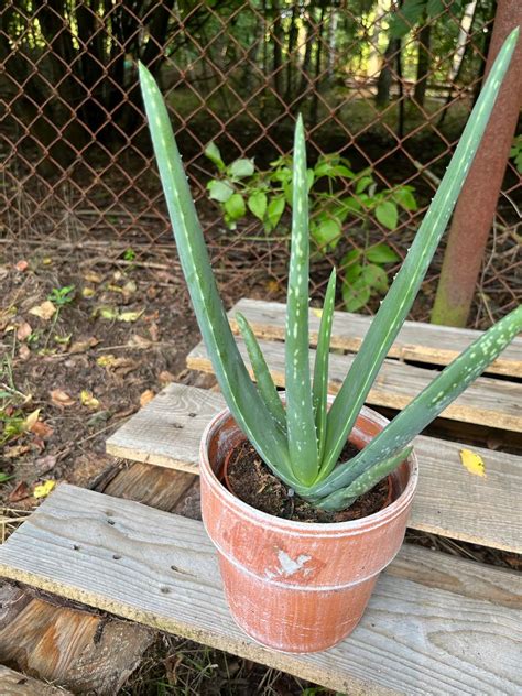 Aloes Aloe Vera Sadzonka W Pojemniku M Zielona Psychoza Cena