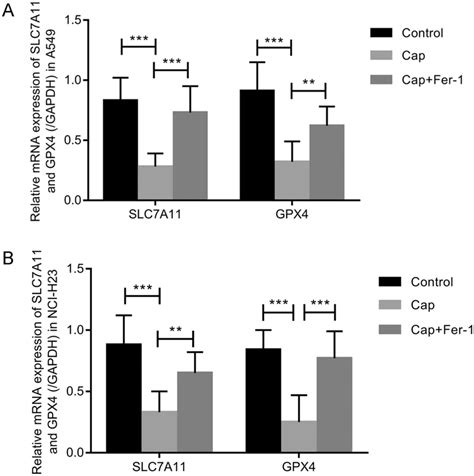 The Expressions Of Slc7a11 And Gpx4 Were Analyzed By Real Time Pcr A