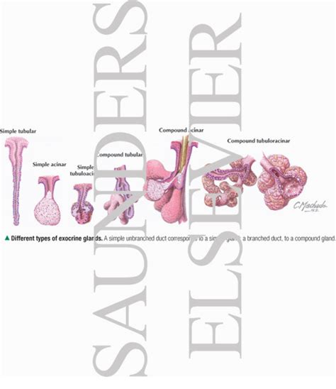 6 Types Of Exocrine Glands