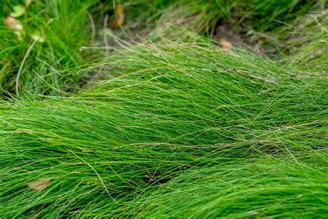 C Mo Cultivar Y Cuidar La Juncia Carex Eburnea Besthome