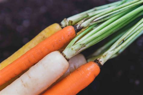 Top 10 Vegetables to Grow in Your Home Garden
