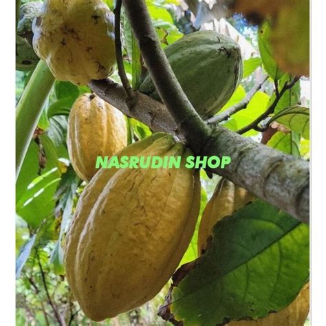 Jual Buah Coklat 1kg Kuning Matang Segar Buah Kakao Matang Grosir