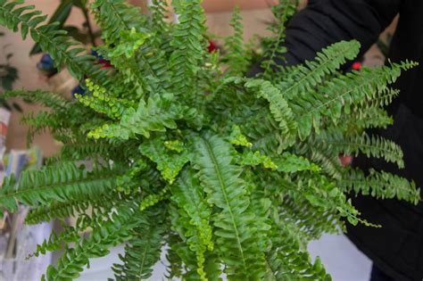 Growing And Wintering Boston Ferns Keep House Plants Alive