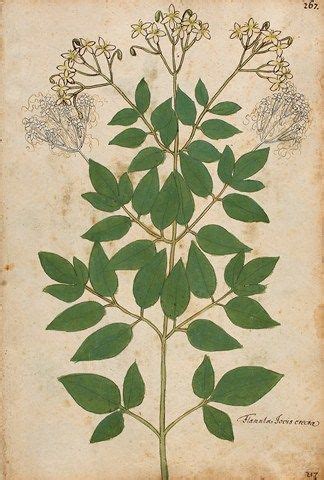 Over 1000 Free Botanical Vintage Prints Herbariums Herbarium Vintage