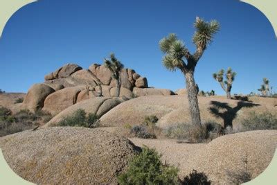 Coyote Habitat