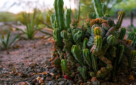 Cacti Garden | Arizona Cancer Evolution Center