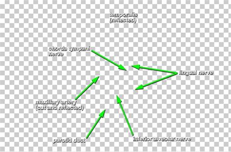 Lateral Pterygoid Muscle Medial Pterygoid Muscle Nerve Infratemporal